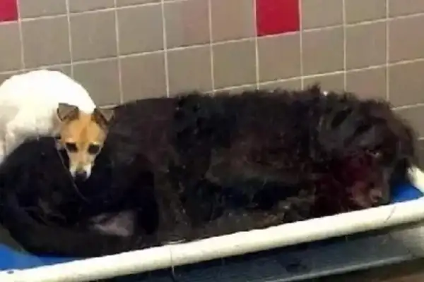 The dogs were abandoned by the pregnant lady. They were held together