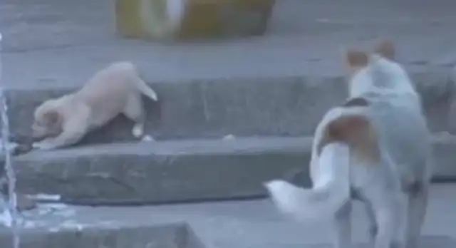 The stray dog sent him to the dog and left, and the beautiful lady stalked, and the scene of the sight of him couldn't stop crying