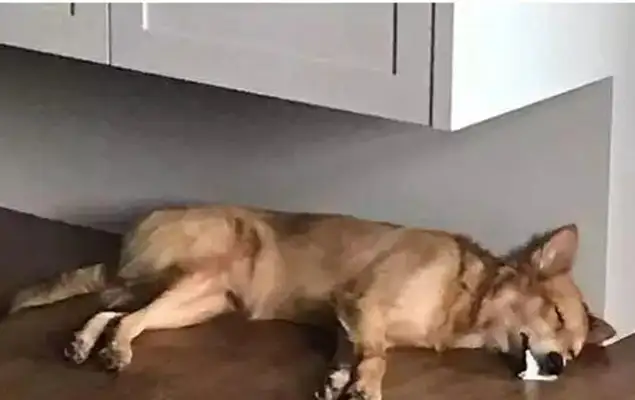 The dog's house was all puffy and his master was panicking