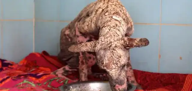 The stray dog has a skin disease, the wound is like climbing a rock