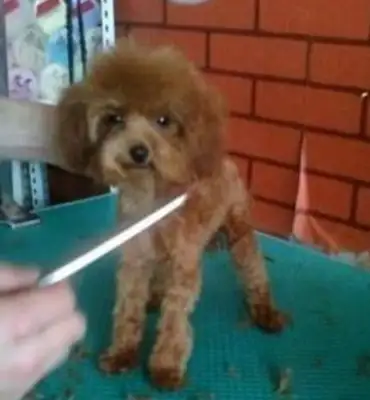 The owner took Teddy's haircut and found the dog tied up and tortured? The hair was cut so badly