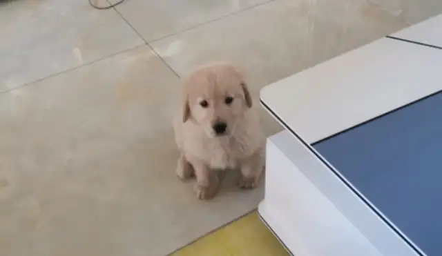 The dog doesn't have a smile. The master is so good to him. Dog: I don't want to