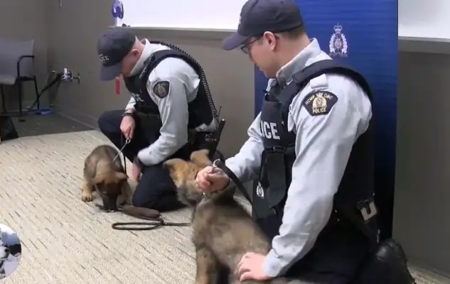 The dog had a conflict with his classmates just after school