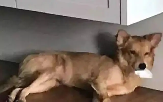 The dog's house was all puffy and his master was panicking