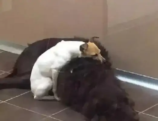 The dogs were abandoned by the pregnant lady. They were held together