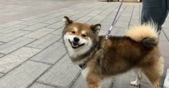 I can't afford a dozen ham intestines a day! I'm looking for the owner of the dog in Kunming