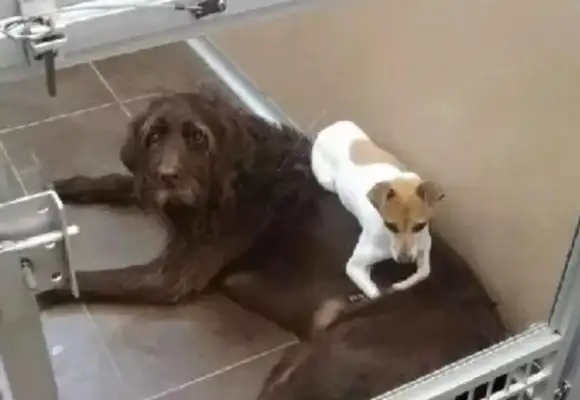 The dogs were abandoned by the pregnant lady. They were held together