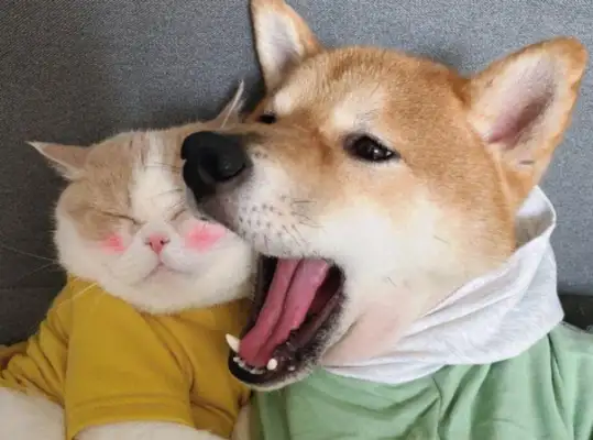 When the cat doesn't notice, the dog hits five cats