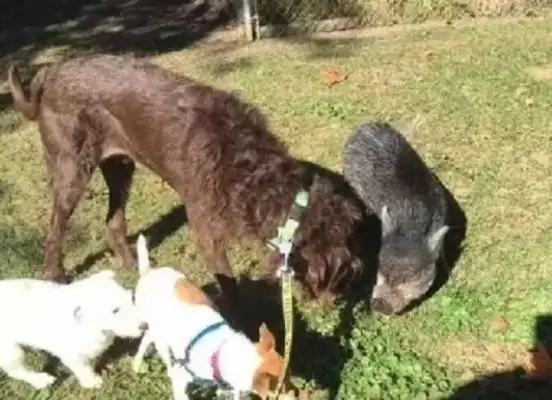 The dogs were abandoned by the pregnant lady. They were held together