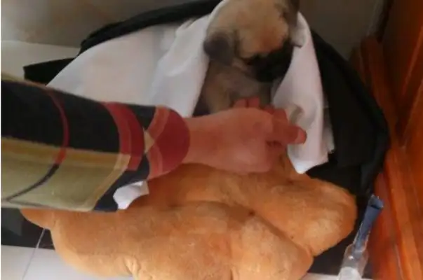 The little stray dog went looking for food by the backside