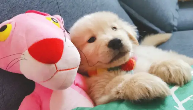 The dog doesn't have a smile. The master is so good to him. Dog: I don't want to