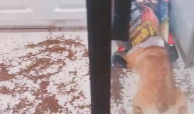 Dogs were slapping three times when they were eating