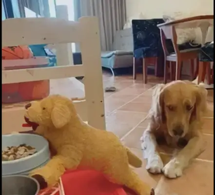 The owner pretends to let the dog eat it
