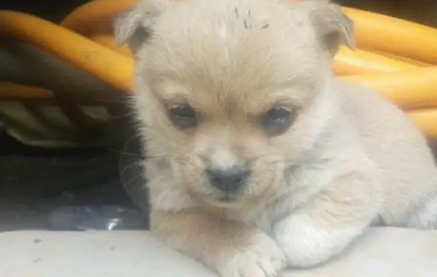 The little stray dog went looking for food by the backside
