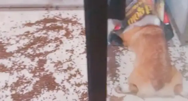 Dogs were slapping three times when they were eating