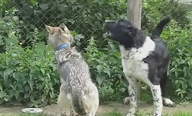 THE KING OF DOGS LED A BUNCH OF OLD PK WOLVES AND WAS CURED
