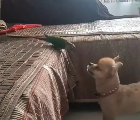 The dog and the cute parrot were alone, making such a weird move