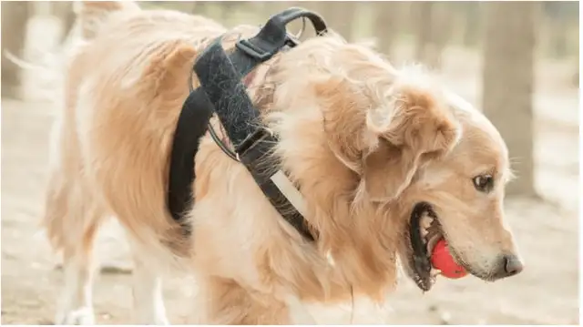 Another revelation of the Anyang dog bite in Henan: people take the initiative to protect themselves from dogs