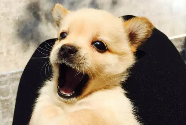 What kind of pups do you think you've been raising for six months at your home