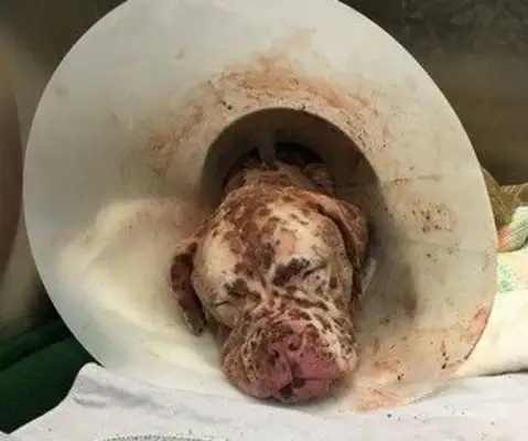 The bee stings his face and leaves him alone in the hospital