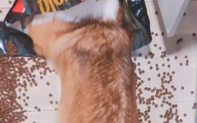 Dogs were slapping three times when they were eating