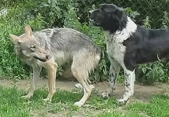 THE KING OF DOGS LED A BUNCH OF OLD PK WOLVES AND WAS CURED