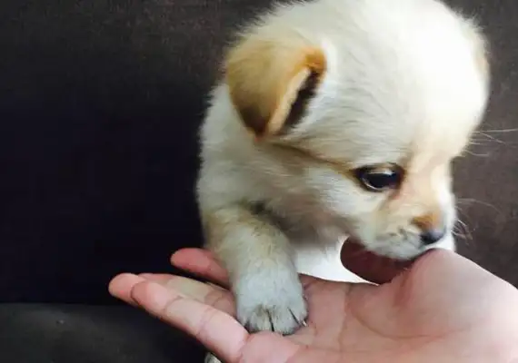What kind of pups do you think you've been raising for six months at your home