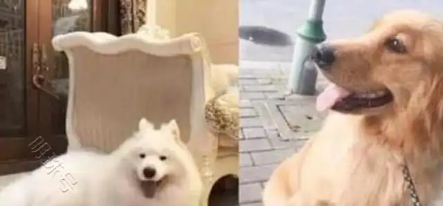 Samoye only knows stupid music all the time