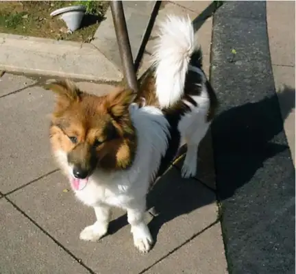 It's because of self-protection that a dog can face his master's scolding because it's the smartest