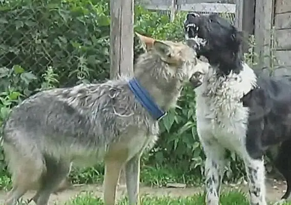 THE KING OF DOGS LED A BUNCH OF OLD PK WOLVES AND WAS CURED