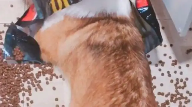 Dogs were slapping three times when they were eating