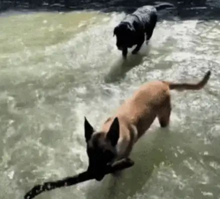 The dog put the stick in the water and was washed away and suspected the other dog: Say, did you eat it