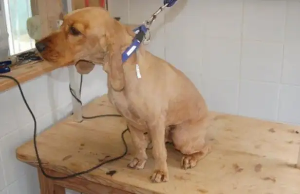 Don't shave your hair for the dog's physical and mental health