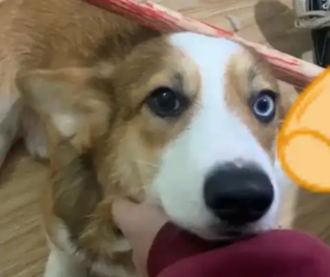 I know I love dogs, and my best friend sends me a golden hair and thinks it's the rhythm of a very important person. Sensor