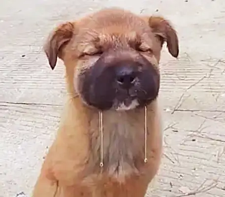It's funny and sad to see a stray dog on the side of the road