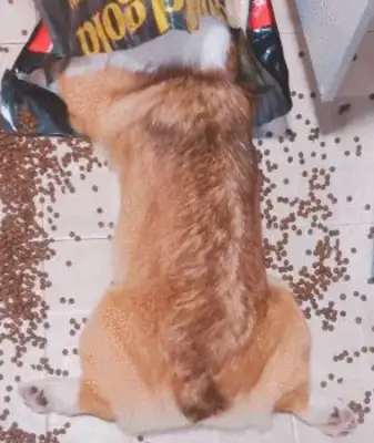 Dogs were slapping three times when they were eating