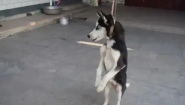 Anhui's 68-year-old was bitten by a dog and the dog hung himself