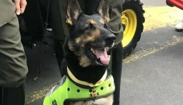 The drug dealer's evidence was sold by his own dog. You can't even do that