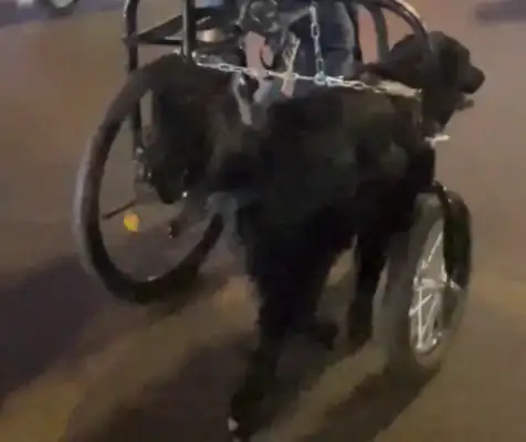 The man ran into a dog tricycle and the dog ran with it. Netizens: Three rounds of new energy