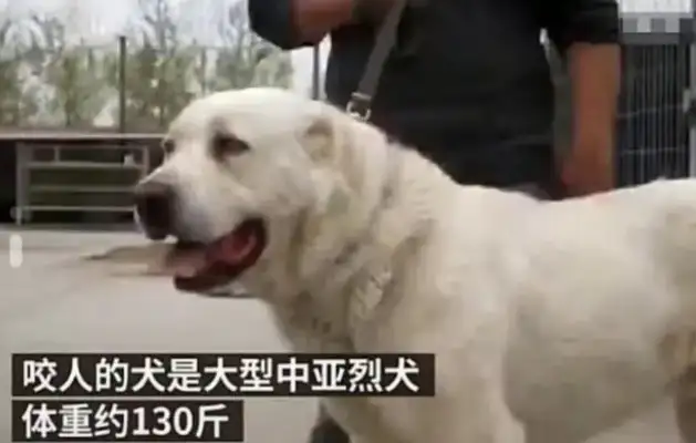 Anhui's 68-year-old was bitten by a dog and the dog hung himself