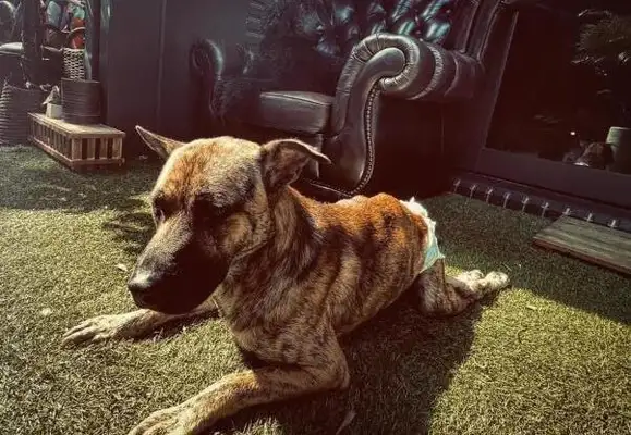 How crazy is a star pet dog? It doesn't matter that Cao was bitten by his own dog