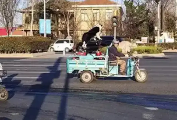 The man ran into a dog tricycle and the dog ran with it. Netizens: Three rounds of new energy