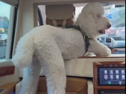 The dog was in the neighbor's limo, he was flattered, he came home and even kneeled. Down