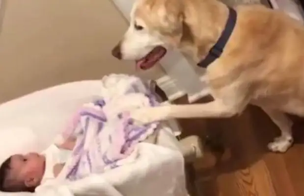 Blonde Dogs take care of the kids. The master saw this