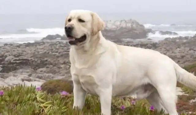The dog ran away from the owner. It's the same place every time. It makes the police laugh