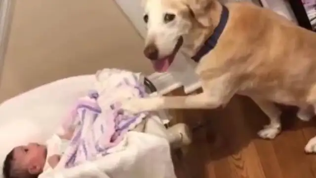 Blonde Dogs take care of the kids. The master saw this