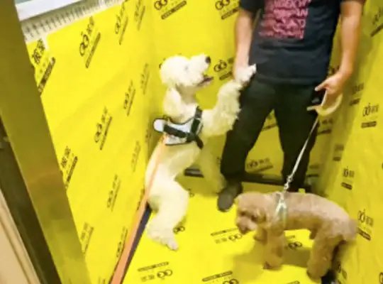 The dog was in the neighbor's limo, he was flattered, he came home and even kneeled. Down