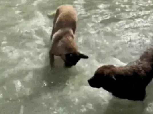 The dog put the stick in the water and was washed away and suspected the other dog: Say, did you eat it