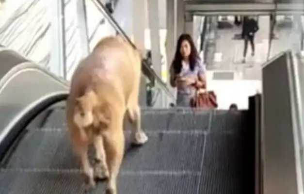 Dogs can't get up and down the elevator, they're so angry, they're screaming