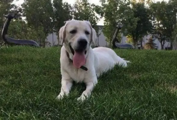 The dog ran away from the owner. It's the same place every time. It makes the police laugh